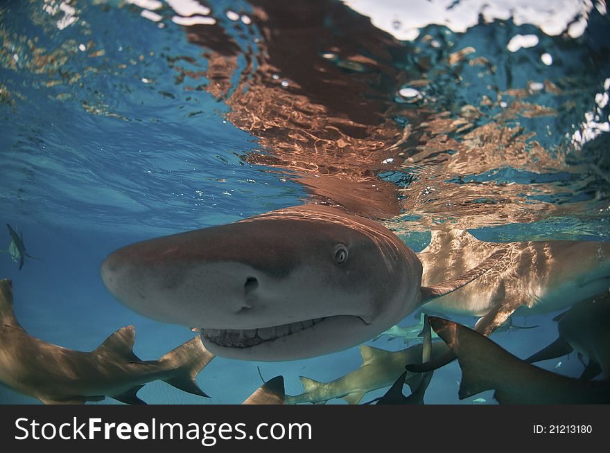 A close up on a lemon shark swimming along the surface, Bahamas. A close up on a lemon shark swimming along the surface, Bahamas