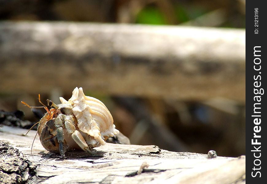 Hermit crabs are very happy to be in the sun. Hermit crabs are very happy to be in the sun.
