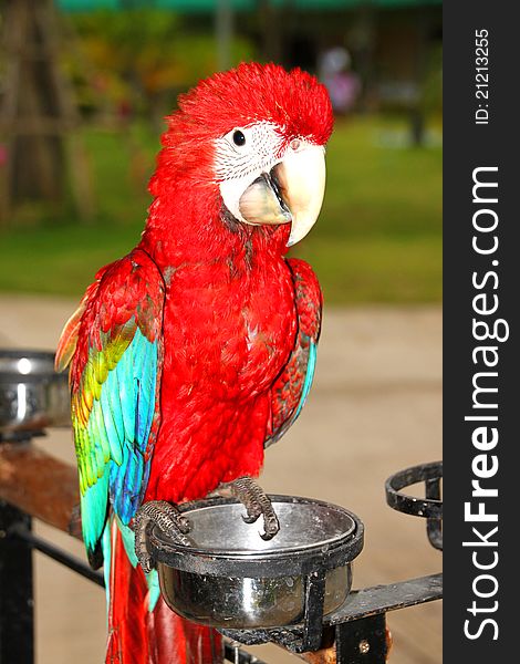 A picture of scarlet macaw that has the widest range of all macaw species