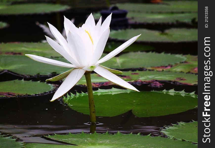 Middle of a beautiful lotus pond. Middle of a beautiful lotus pond.