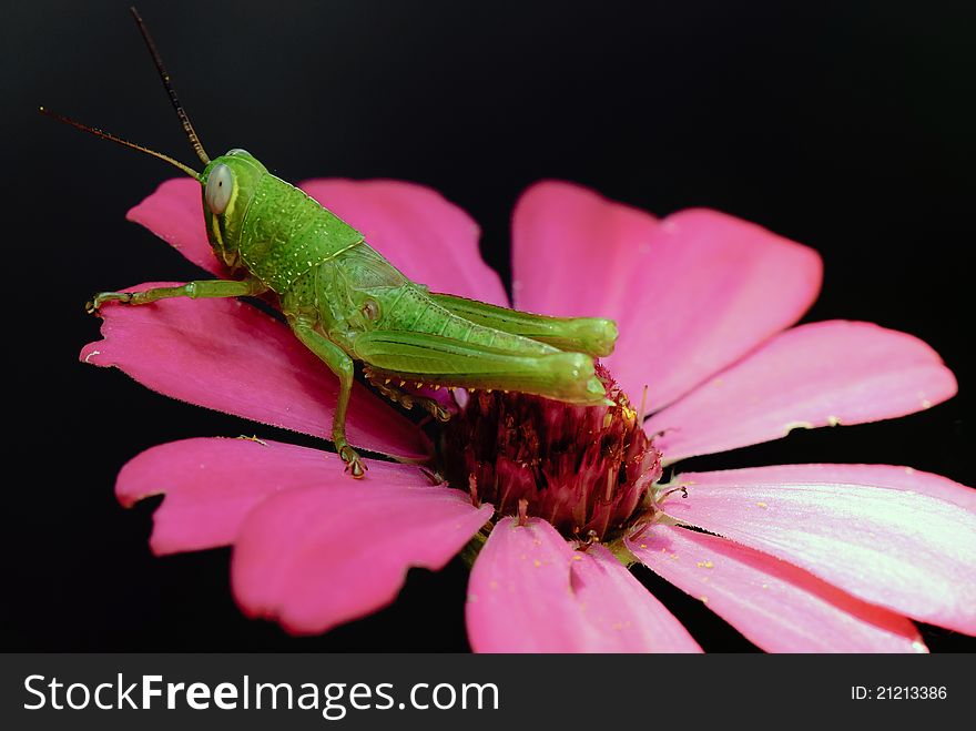 Grasshopper on flower