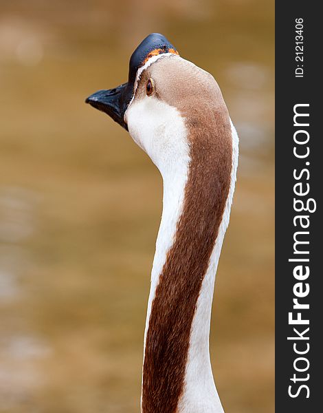 Chinese Geese looking into the distance