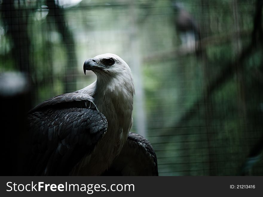 A close up image of an eagle on cage