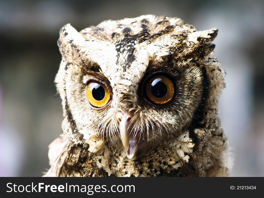 Close up image of an owl staring to the photographer. Close up image of an owl staring to the photographer