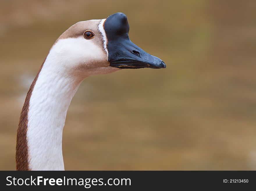 Chinese Geese long neck up close