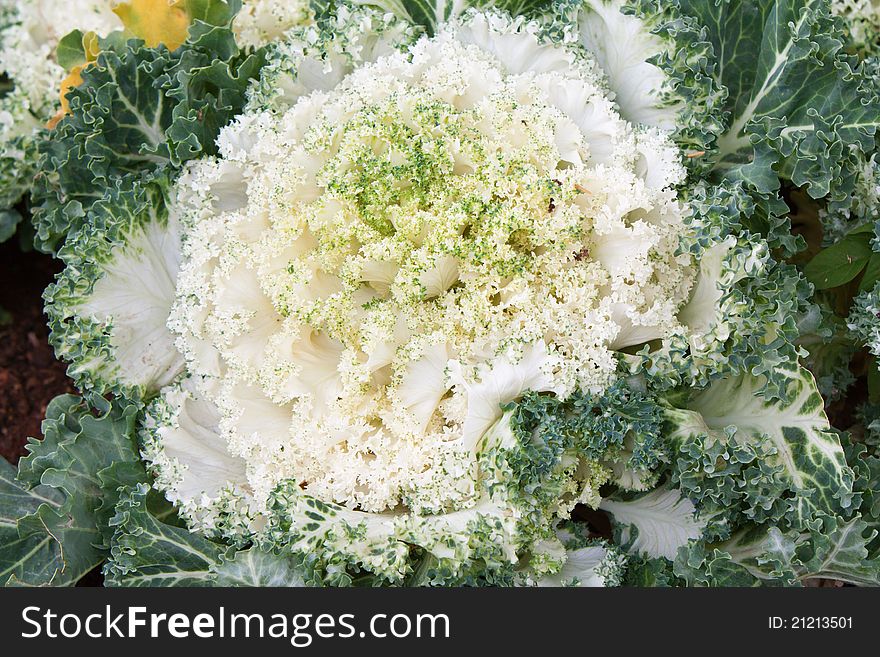Cauliflower vegetable close up shot