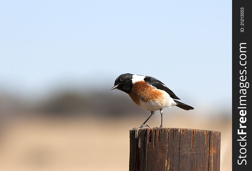 A common African Stonechat bird standing on a pole