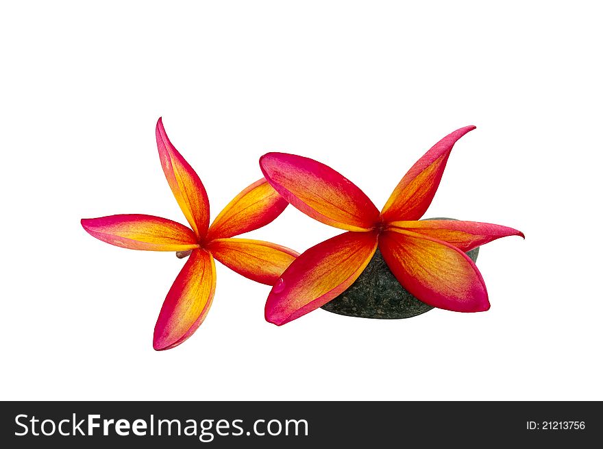 Frangipani on the stone in white background