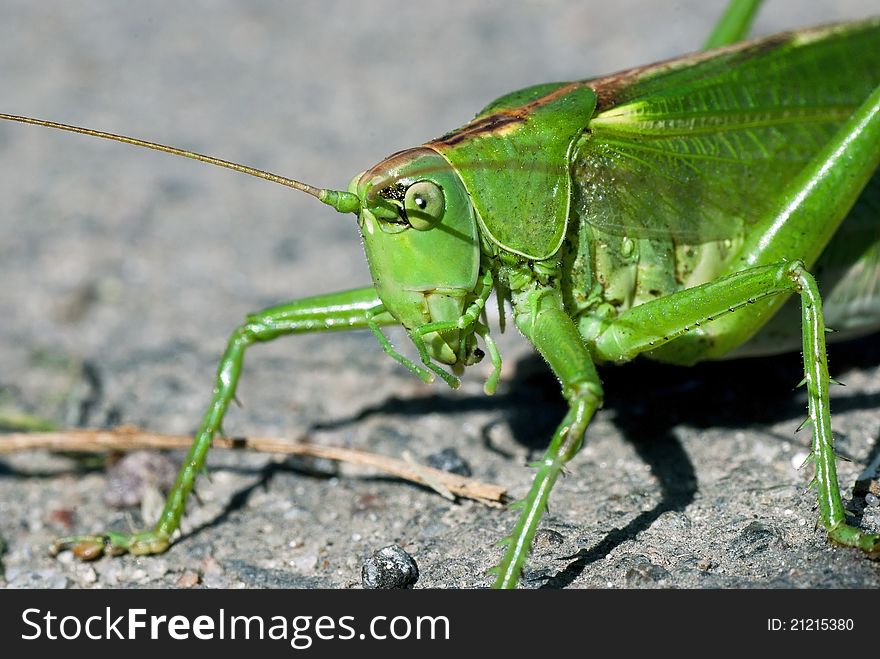 Green locust on the ground close-up