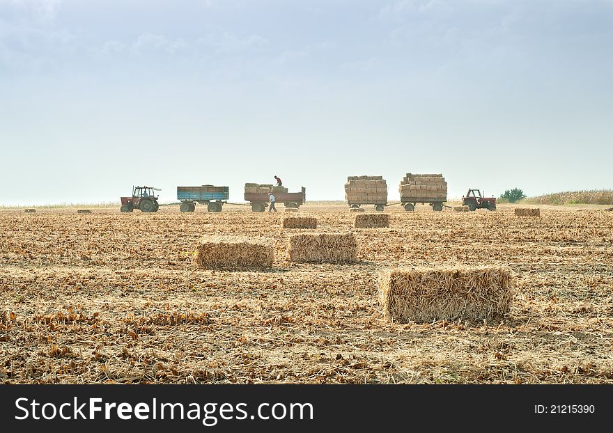 A tractor and a loader collecting straw bales in autumn