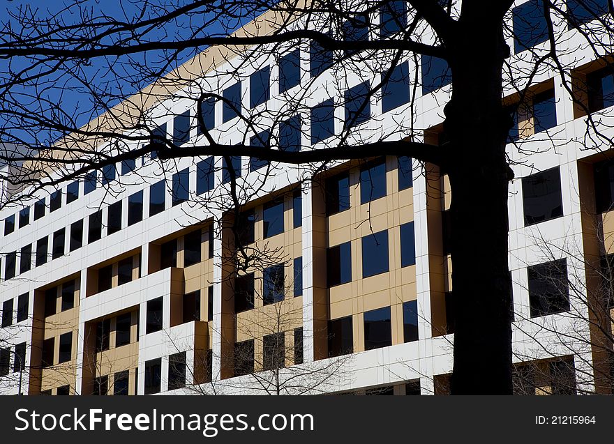 Bare tree silhouetted against a modern building. Bare tree silhouetted against a modern building