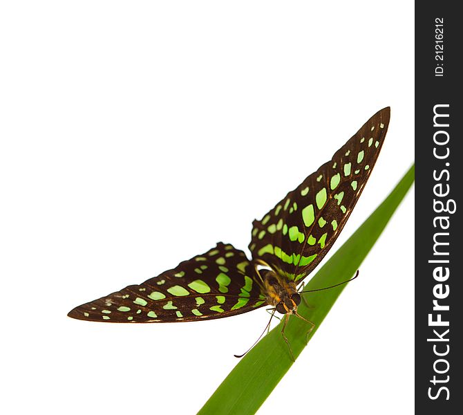 Graphium on green grass isolated. Graphium on green grass isolated