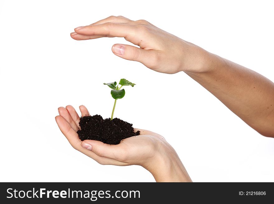 Plant in the women hands on a white background
