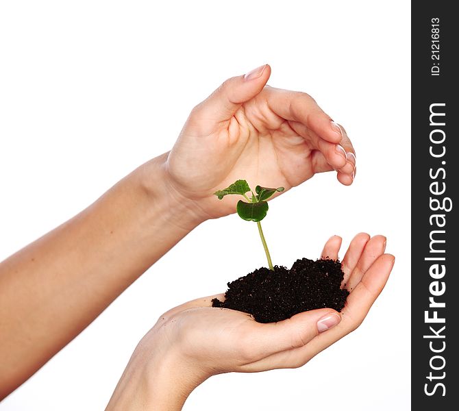 Plant in the women hands on a white background