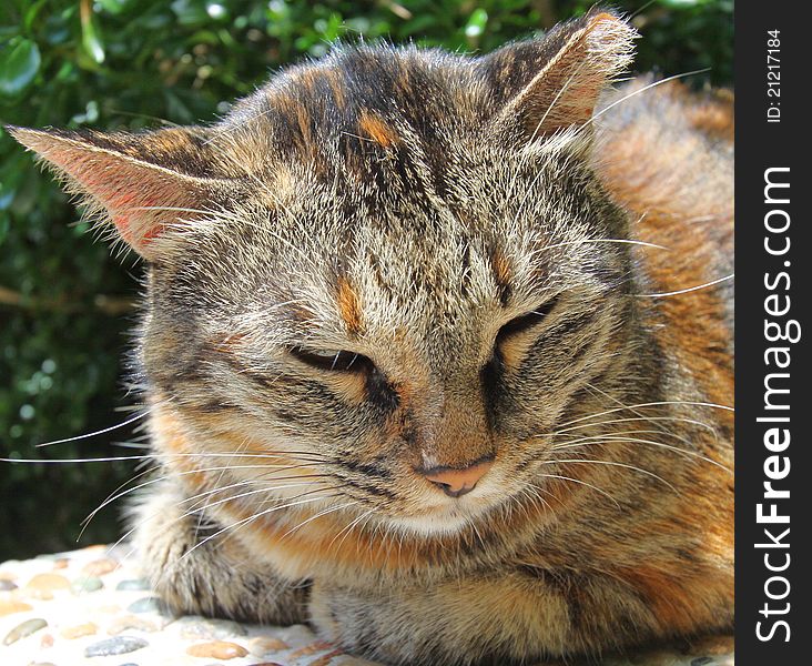 Close-up of a sleepy cat.