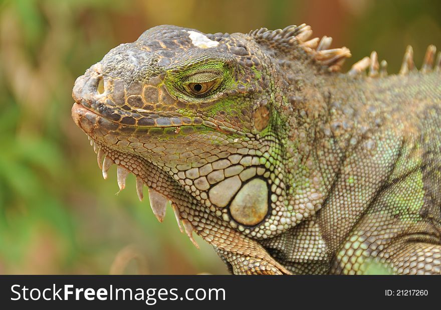 Portrait Of Green Iguana