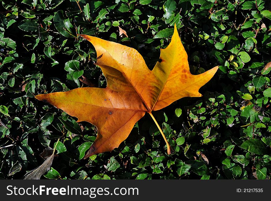 Autumn Leaf, Lyings On A Green Grass