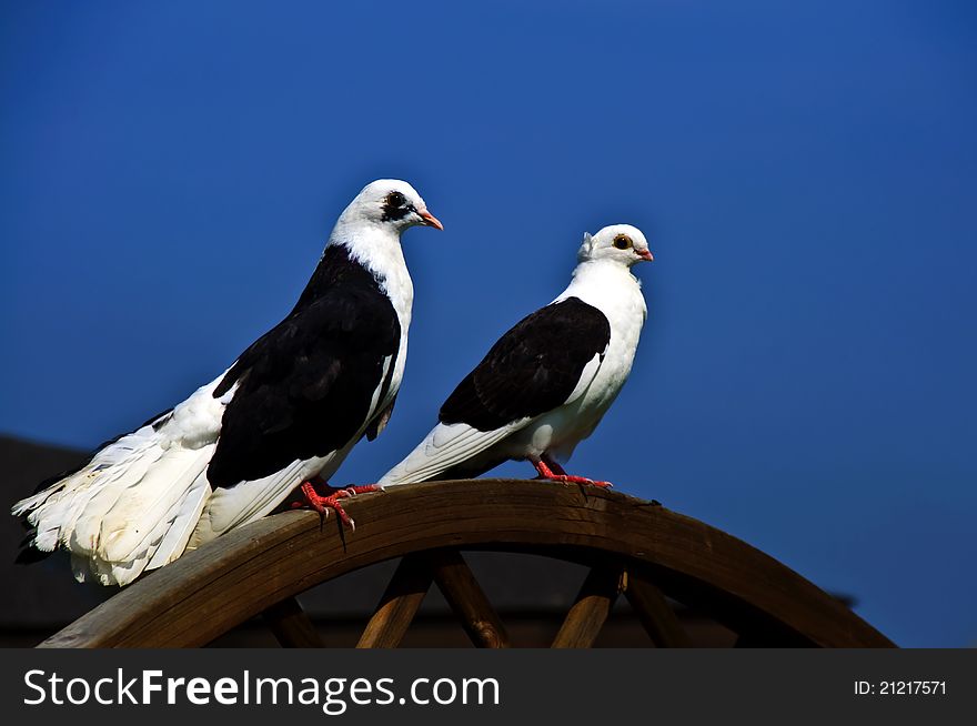 Pair of black and white pigeons. Pair of black and white pigeons