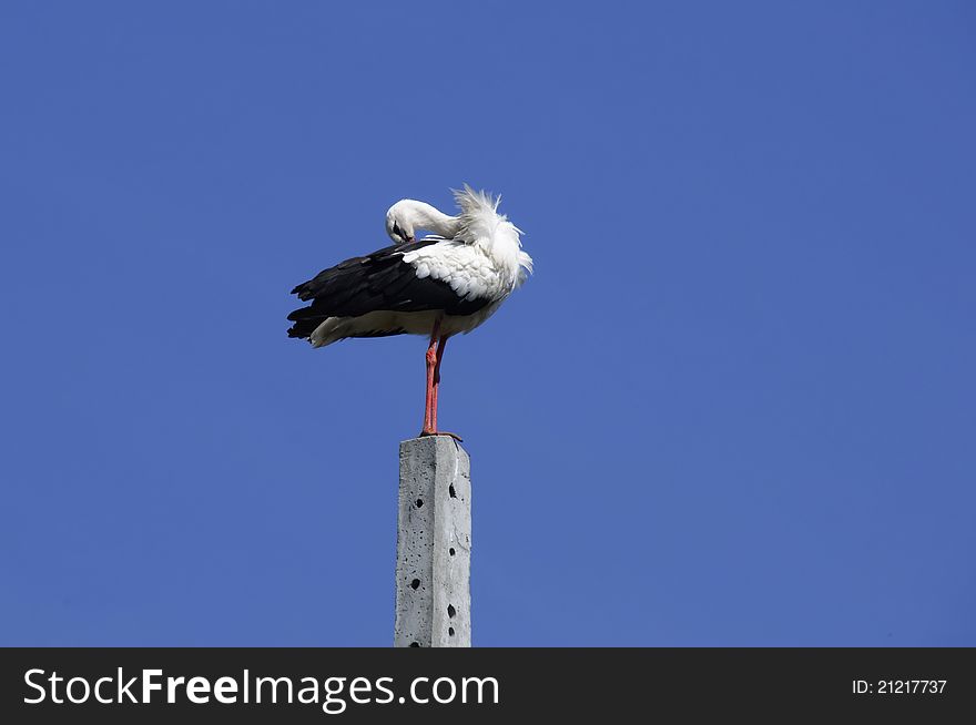 The young storks on electric pole