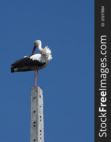 The young storks on electric pole
