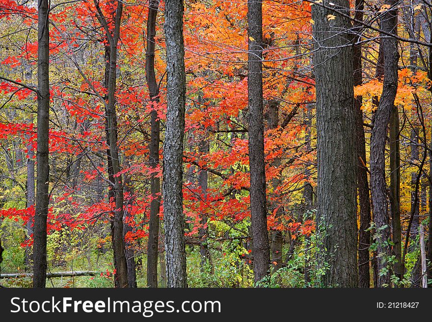 Red colored maple trees in the forest. Red colored maple trees in the forest