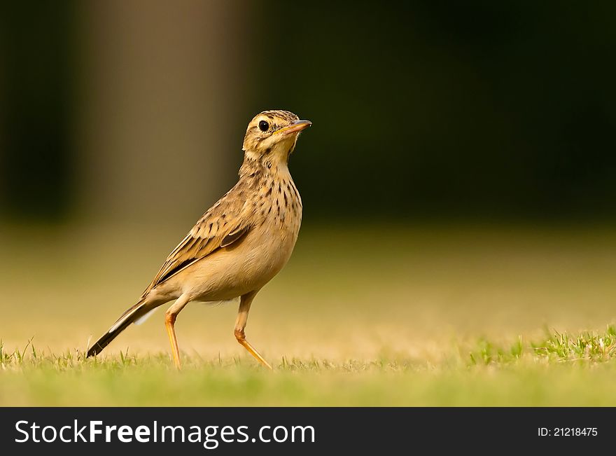 Very alert Paddy field Pipit checking out its surroundings carefully while foraging