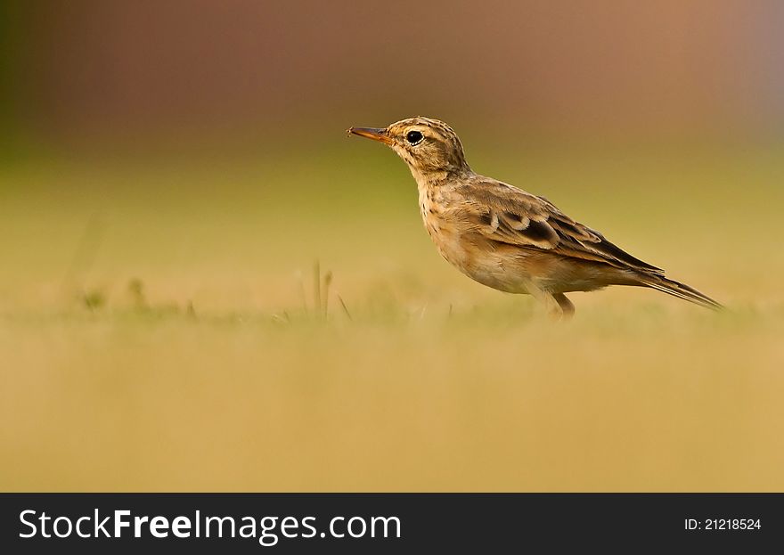 Colorful portrait of a paddy field Pipit at ground level