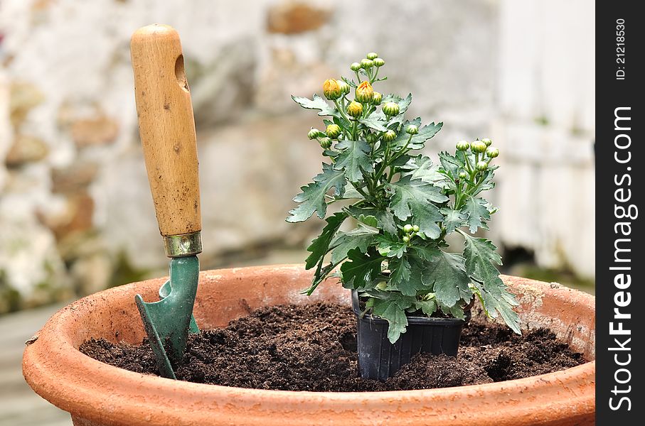 Potting a seedling in a pot of daisies