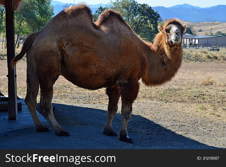 Asian Bactrian camel (Camelus bactrianus) with two humps