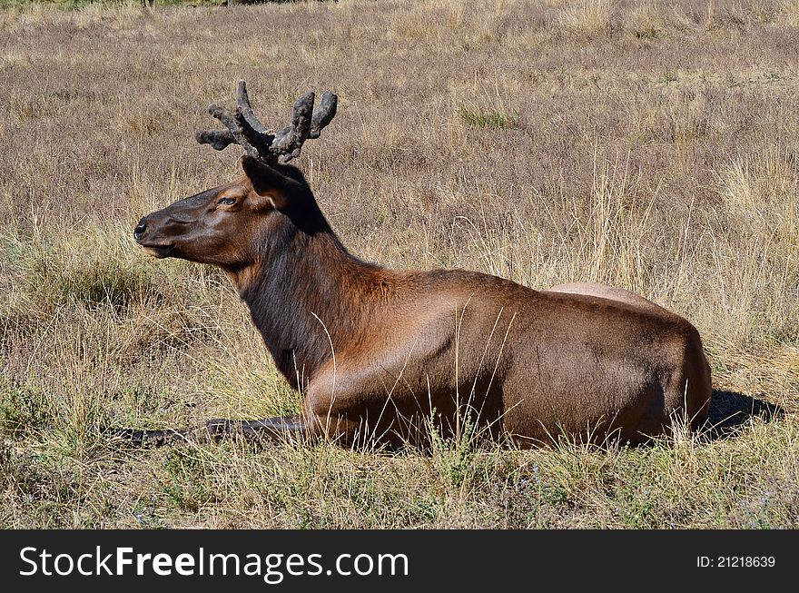 North American Elk laying in the grass. North American Elk laying in the grass