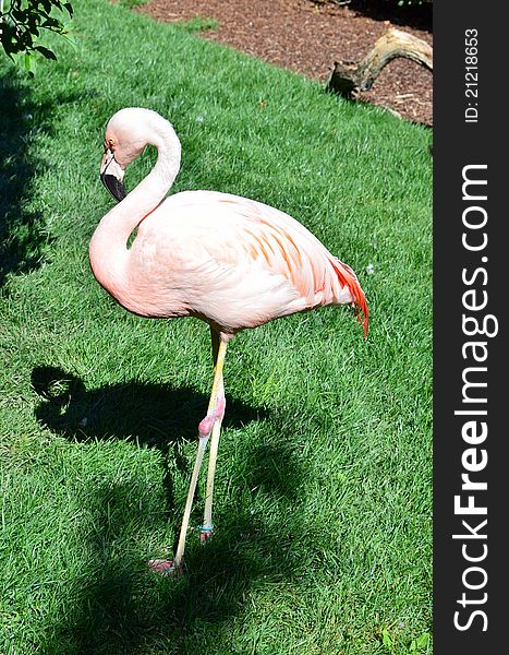 Pink Flamingo at Wildlife Safari, in Winston OR