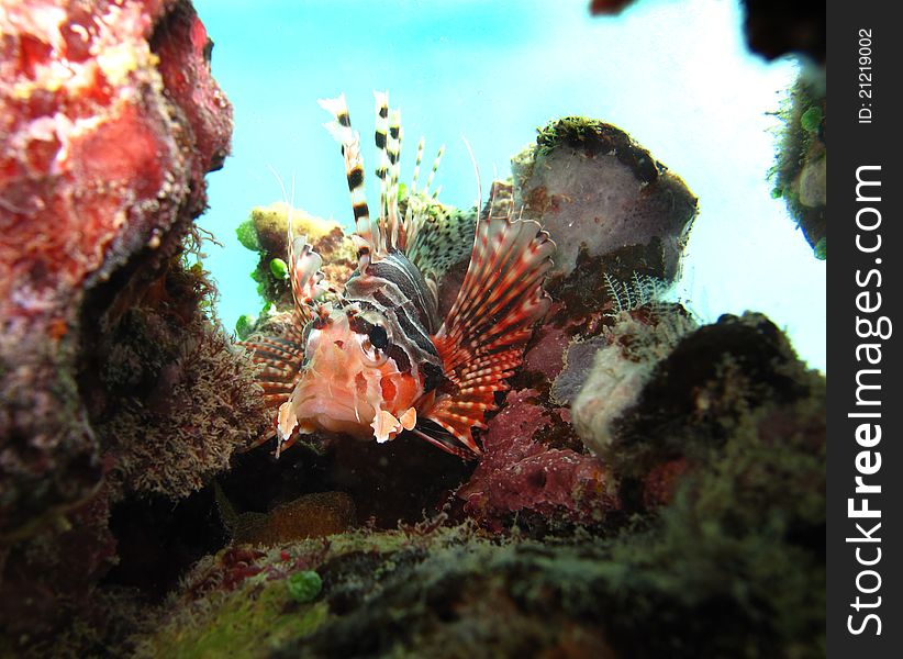Lion fish under the coral reef. Lion fish under the coral reef