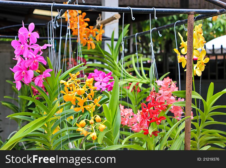 Orchids are taken from the road side in Thailand. Orchids are taken from the road side in Thailand