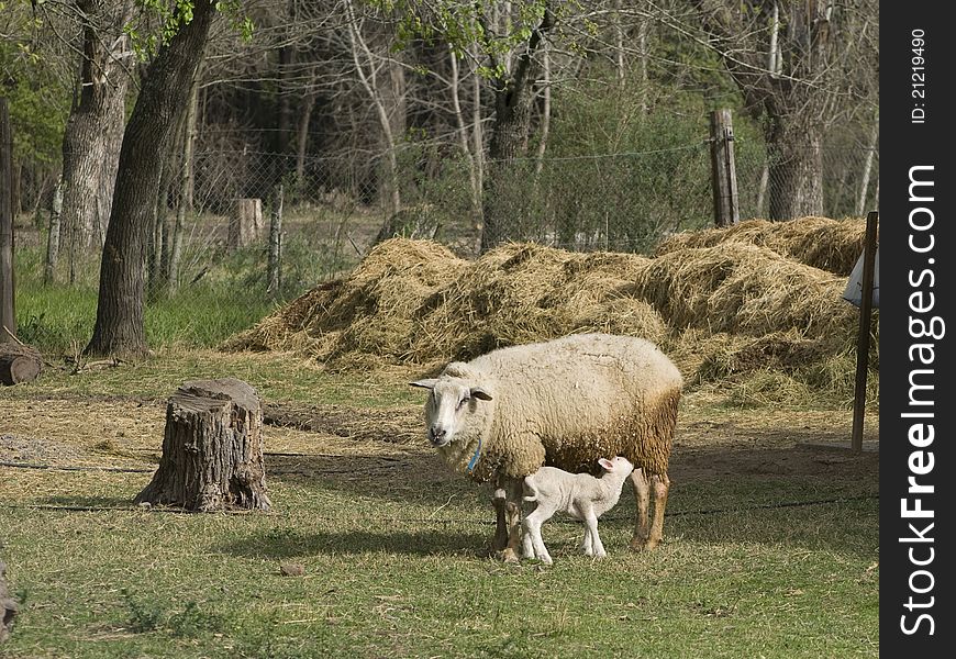 An ewe suckling her lamb. An ewe suckling her lamb