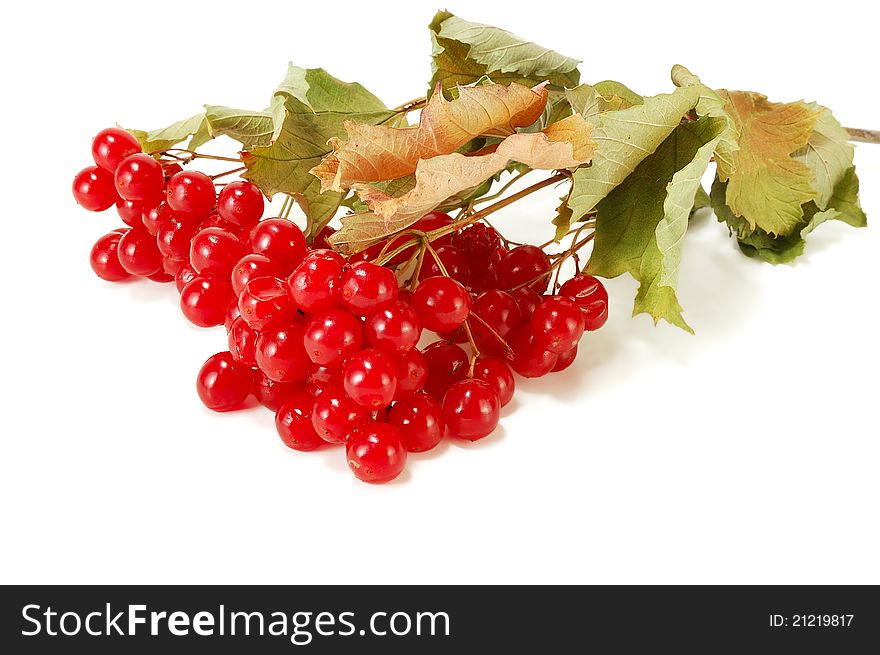 Branch with red berries on white viburnum. Branch with red berries on white viburnum