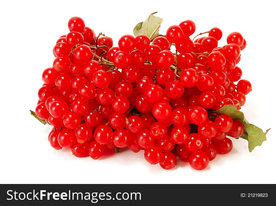 Branch with red berries on white viburnum. Branch with red berries on white viburnum