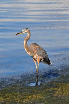 Great Blue Heron Walking Royalty Free Stock Image