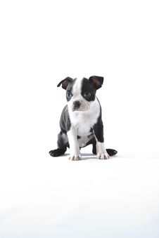 Boston Terrier Royalty Free Stock Photography