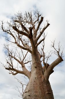 Baobab Tree Stock Photography Baobab Tree Stock Photography