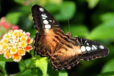 The Brown Clipper Butterfly Royalty Free Stock Images The Brown Clipper Butterfly Royalty Free Stock Images