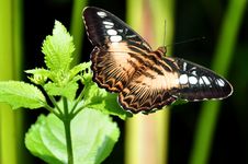 The Brown Clipper Butterfly Royalty Free Stock Photos The Brown Clipper Butterfly Royalty Free Stock Photos