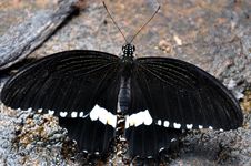 Male Common Mormon Butterfly Stock Images Male Common Mormon Butterfly Stock Images