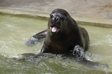 South American Sea Lion Royalty Free Stock Photography South American Sea Lion Royalty Free Stock Photography