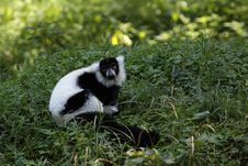 Black-and-white Ruffed Lemur Royalty Free Stock Photo