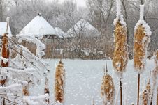 Frozen Reeds And Grass Royalty Free Stock Images