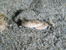 Crab Under The Sand Stock Photos Crab Under The Sand Stock Photos