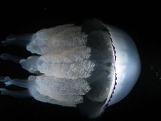 Jellyfish Royalty Free Stock Image