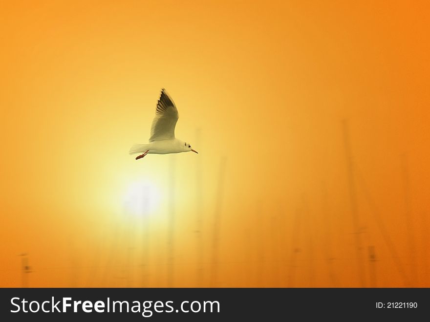 Seagull flies over the port