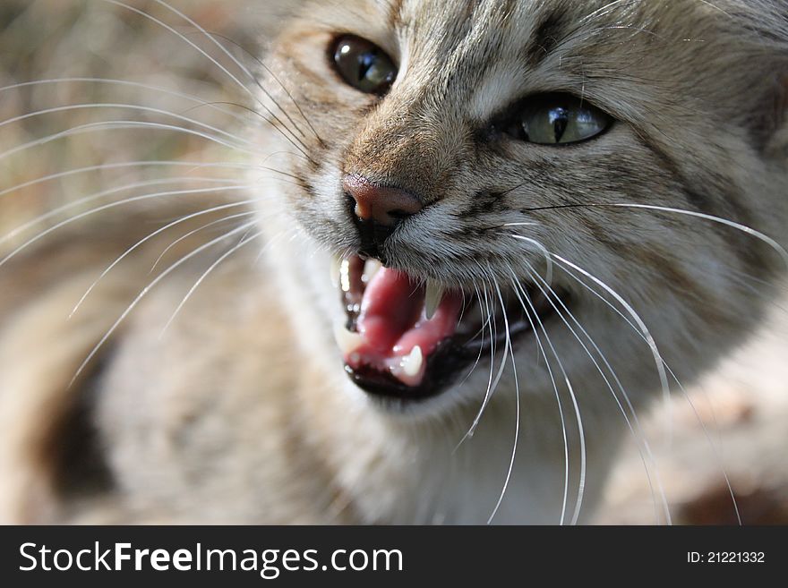 Head of beautiful wild cat