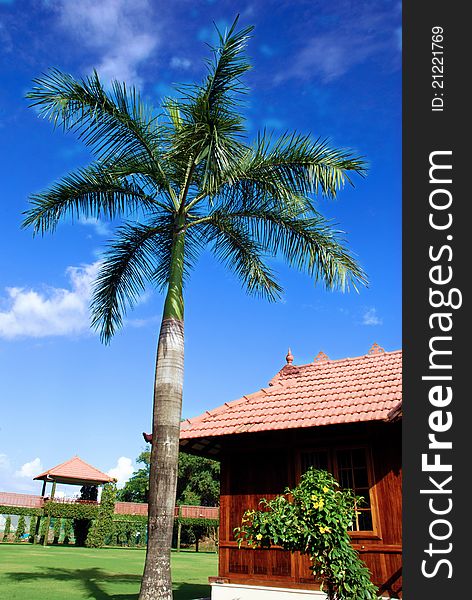 Single Palm tree photo taken in India Cochin 2011